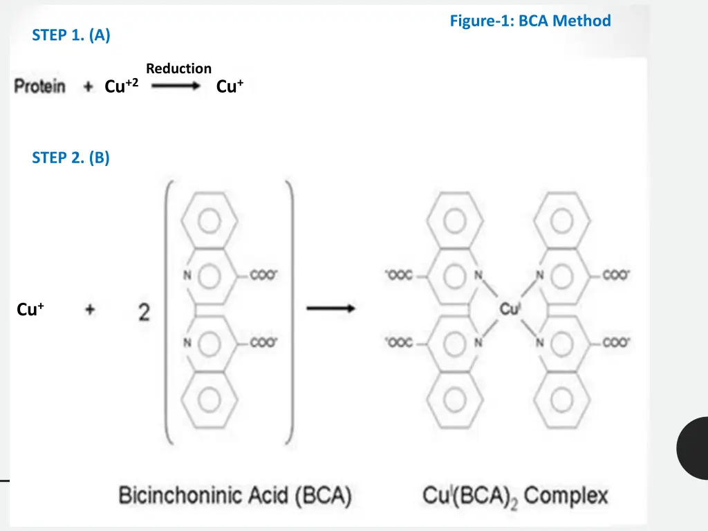 figure 1 bca method