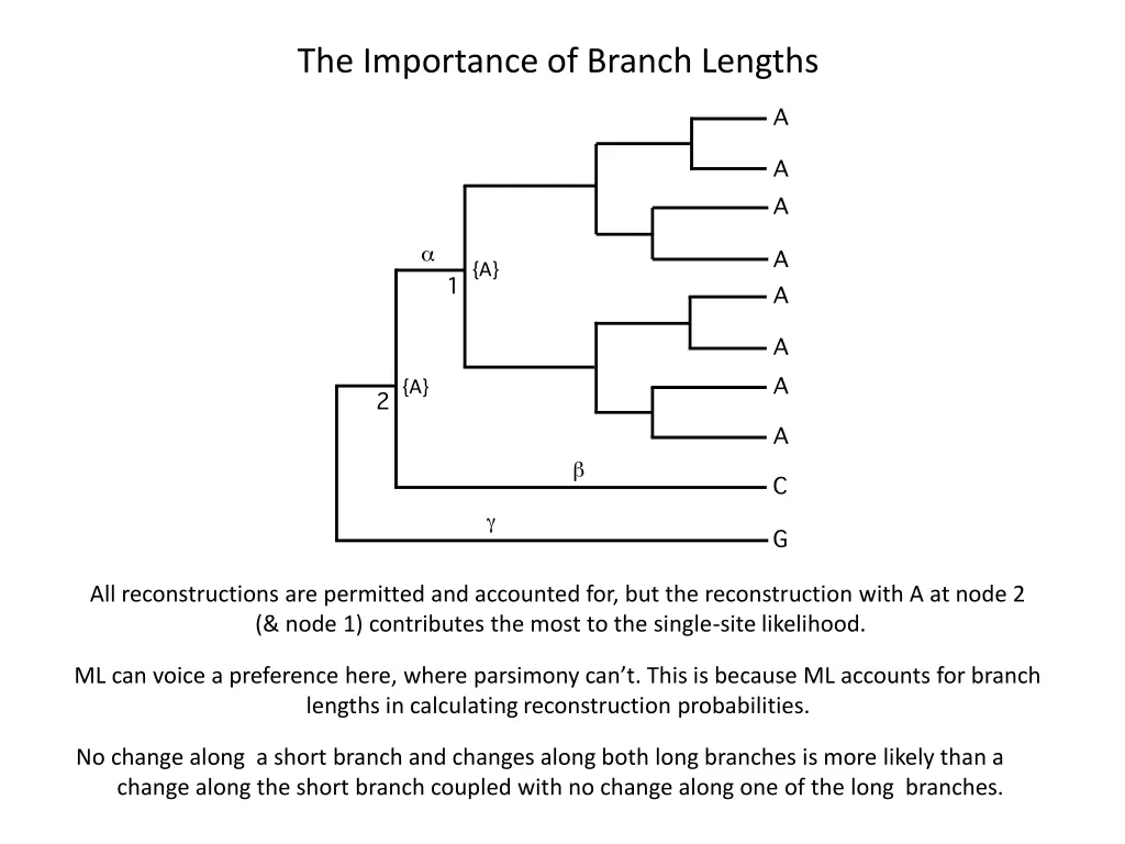the importance of branch lengths 1