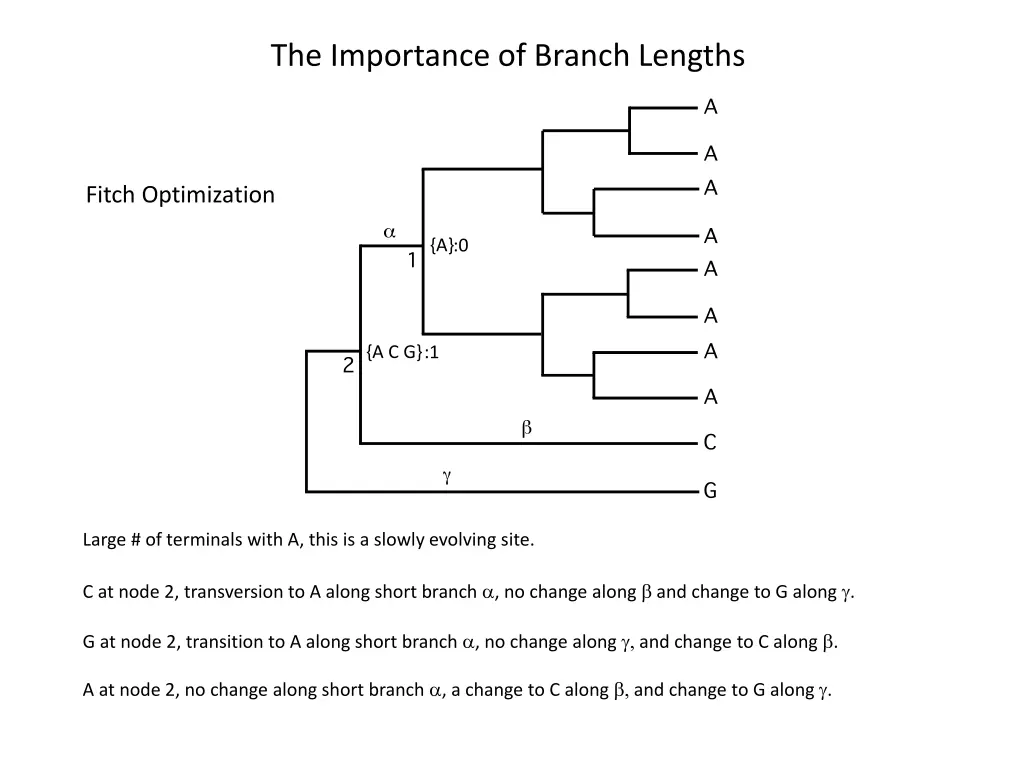 the importance of branch lengths