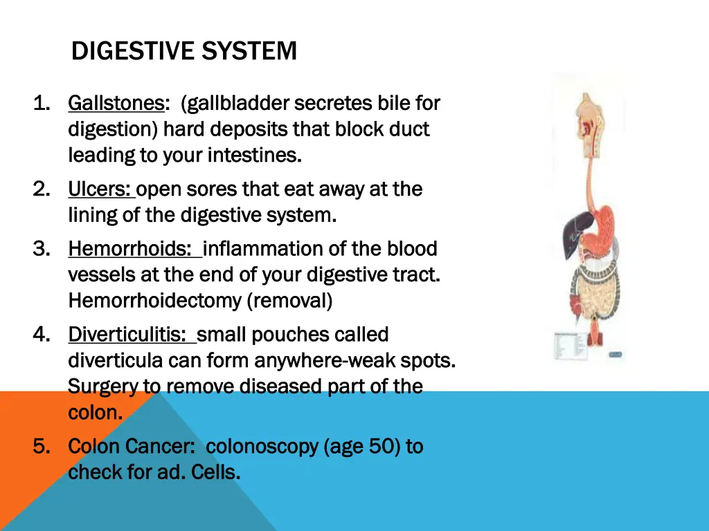digestive system