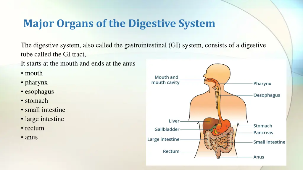major organs of the digestive system