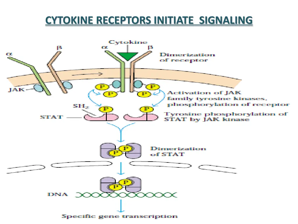 cytokine receptors initiate signaling