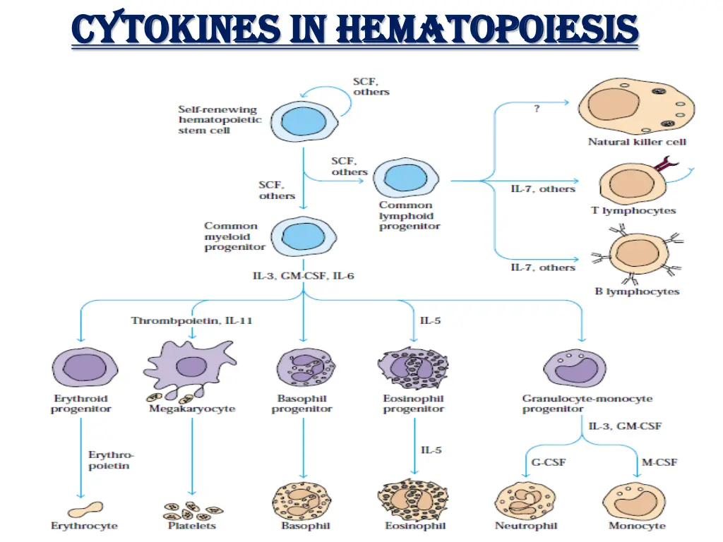 cytokines in hematopoiesis cytokines