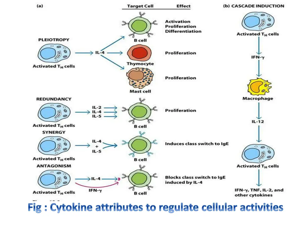 fig cytokine attributes to regulate cellular