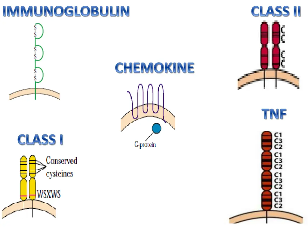 immunoglobulin