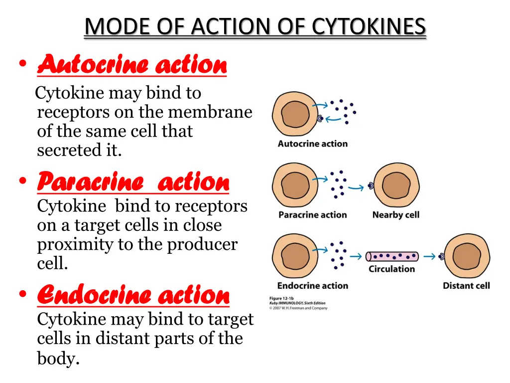 mode of action of cytokines autocrine autocrine