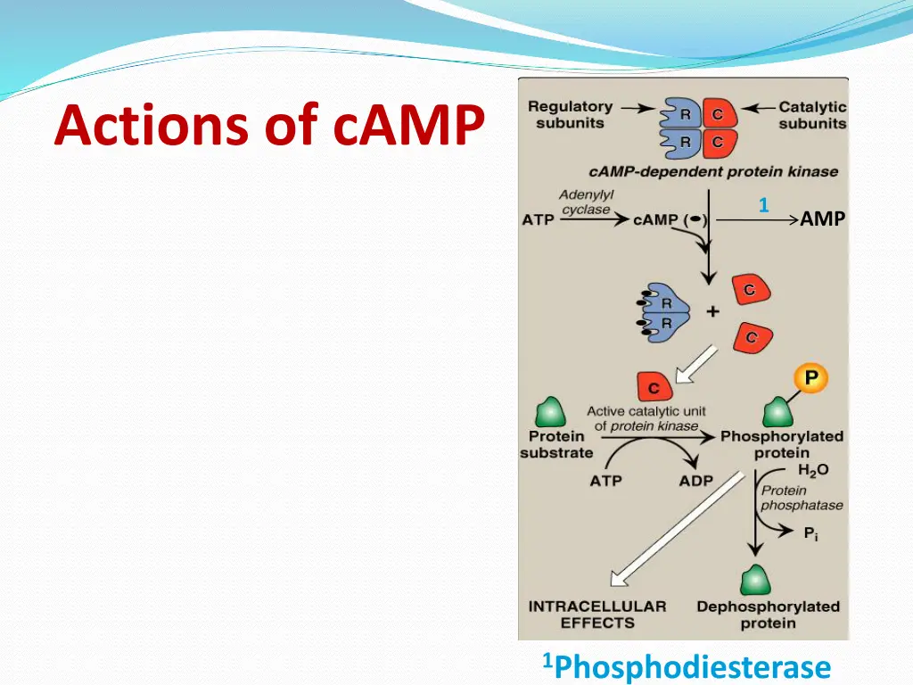 actions of camp