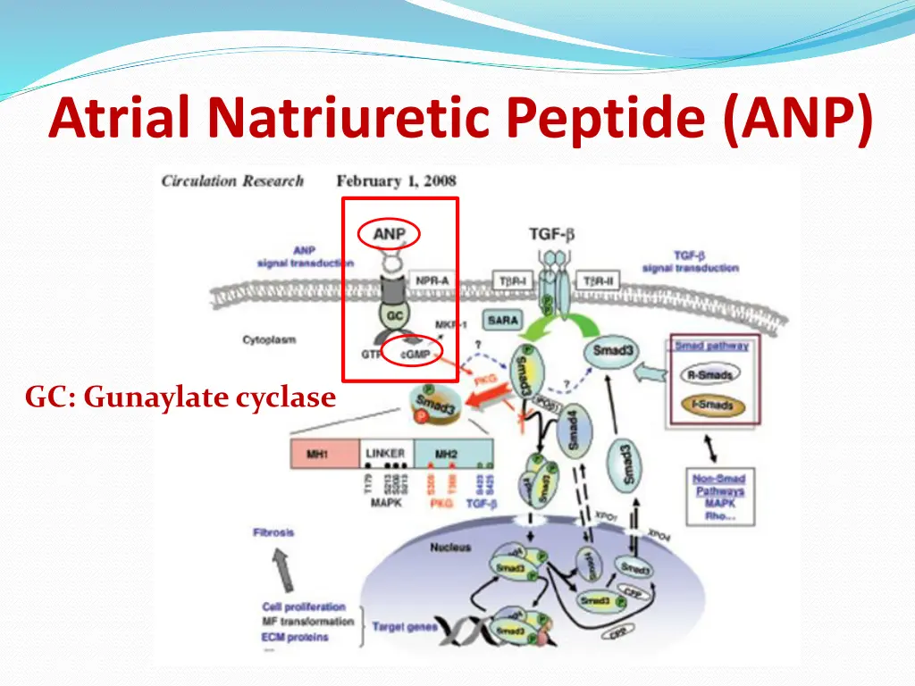 atrial natriuretic peptide anp