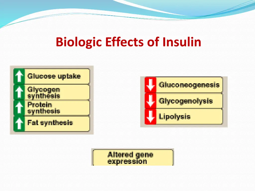 biologic effects of insulin
