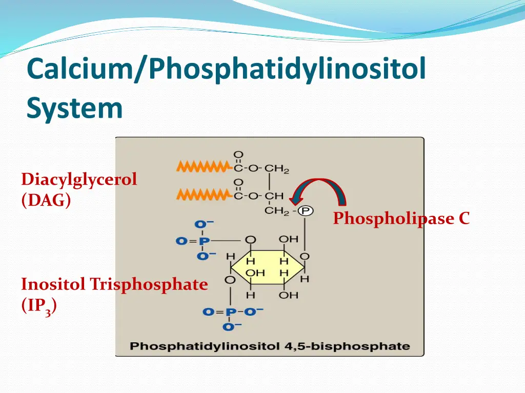 calcium phosphatidylinositol system