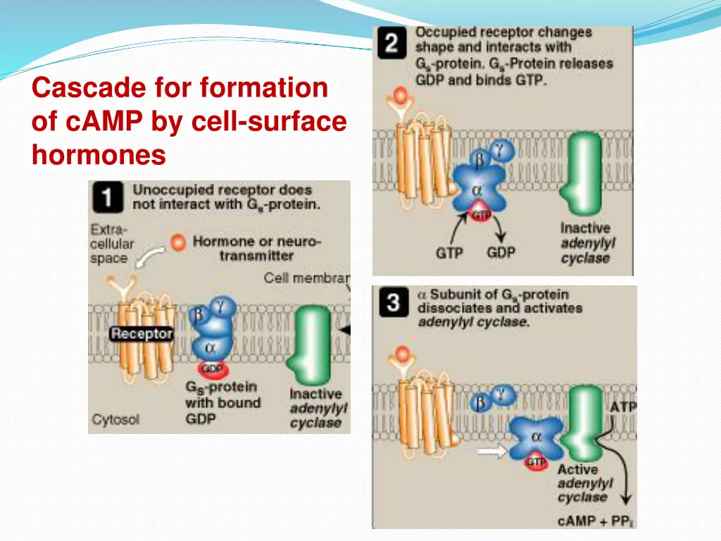 cascade for formation of camp by cell surface