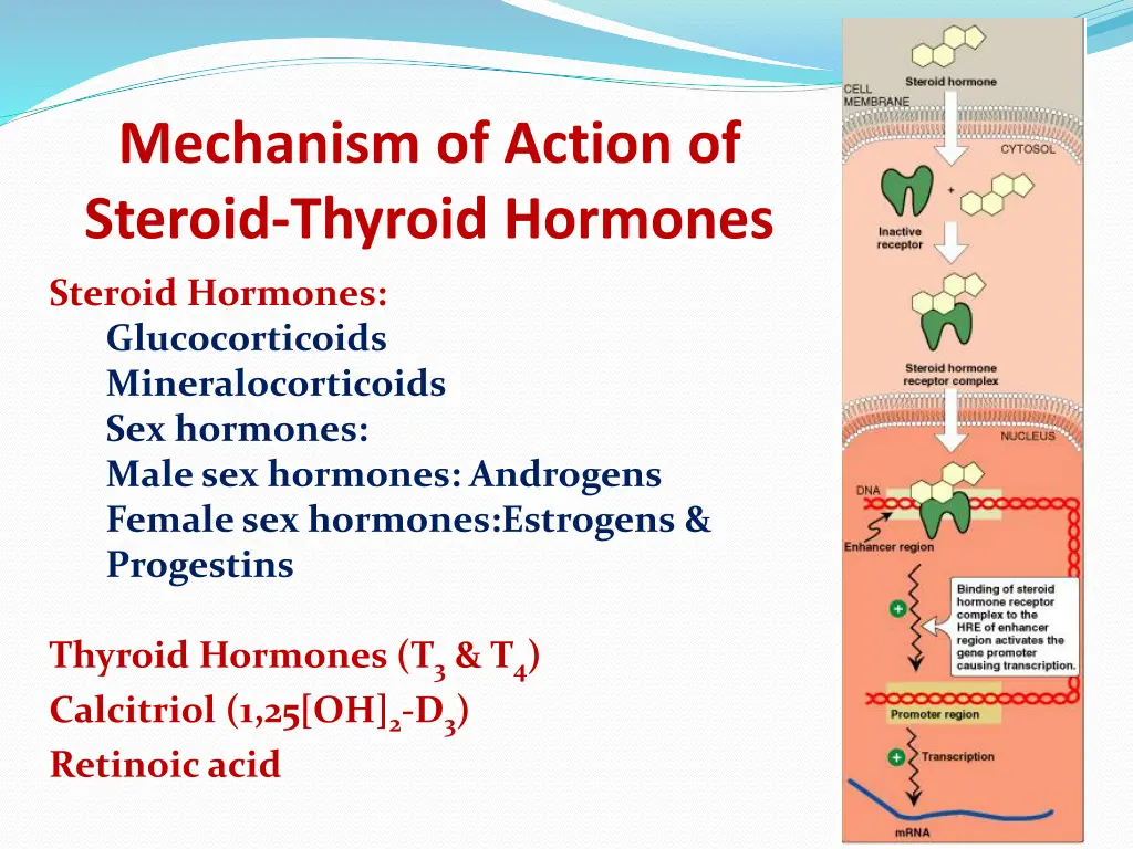 mechanism of action of steroid thyroid hormones