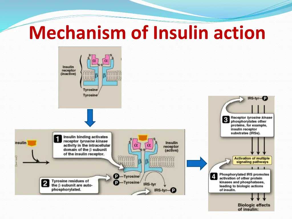 mechanism of insulin action