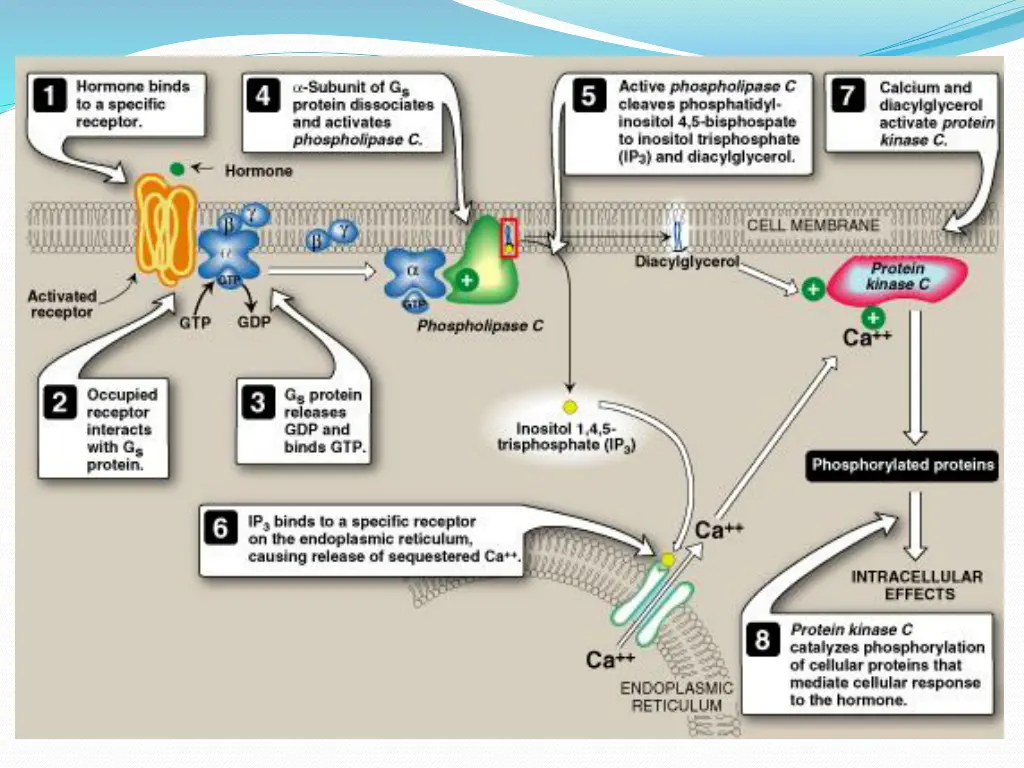 slide24