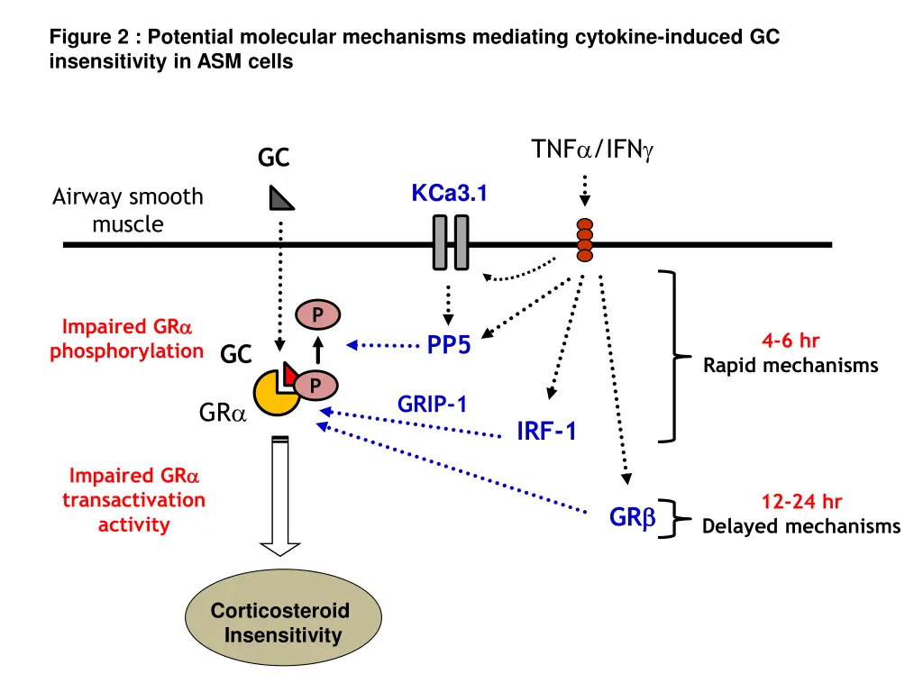 figure 2 potential molecular mechanisms mediating