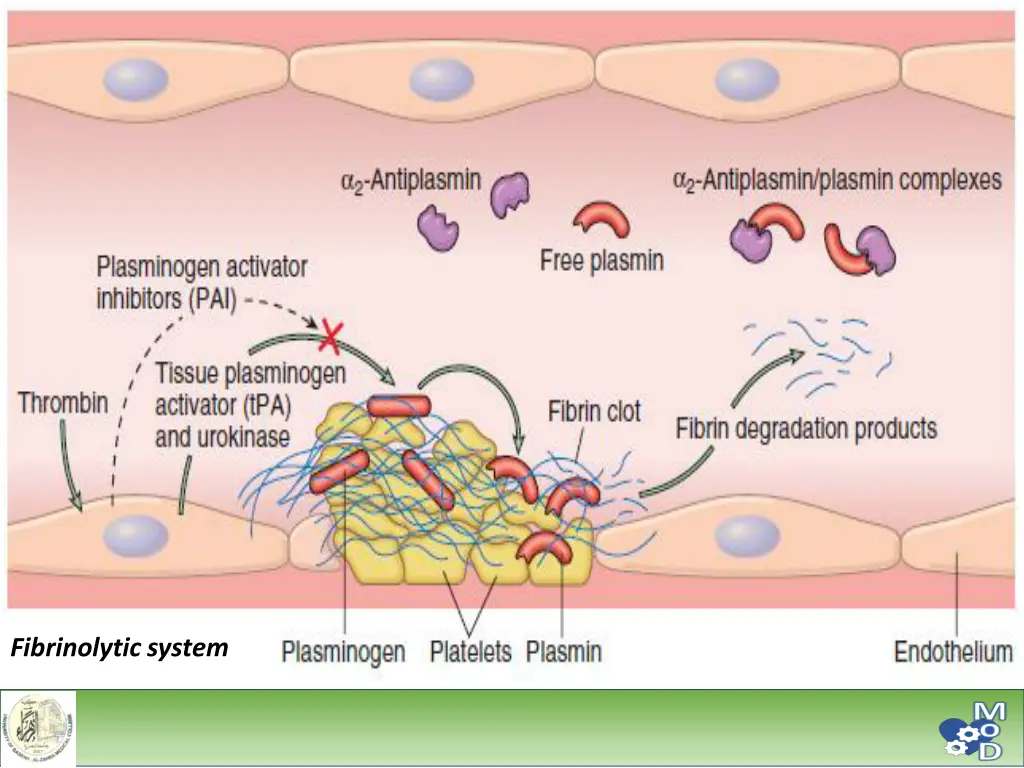 fibrinolytic system 1