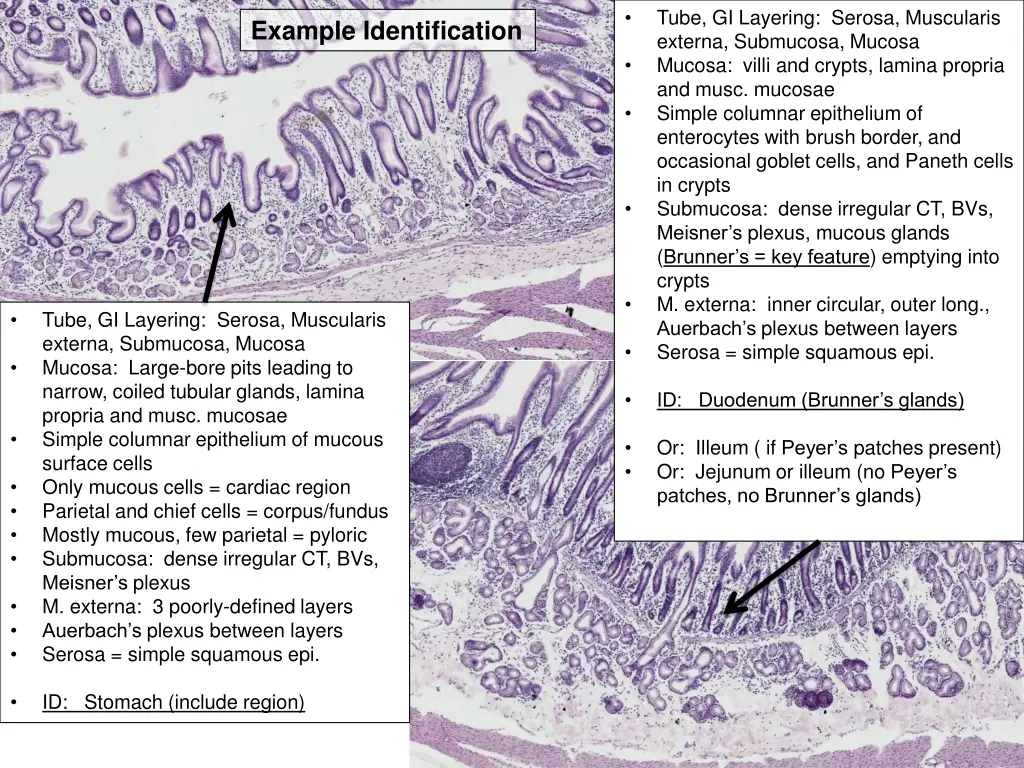 tube gi layering serosa muscularis externa
