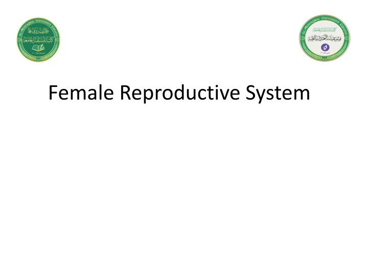 female reproductive system