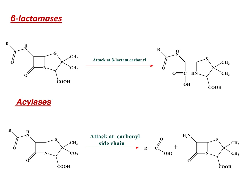 lactamases