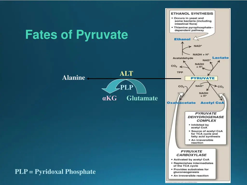 fates of pyruvate