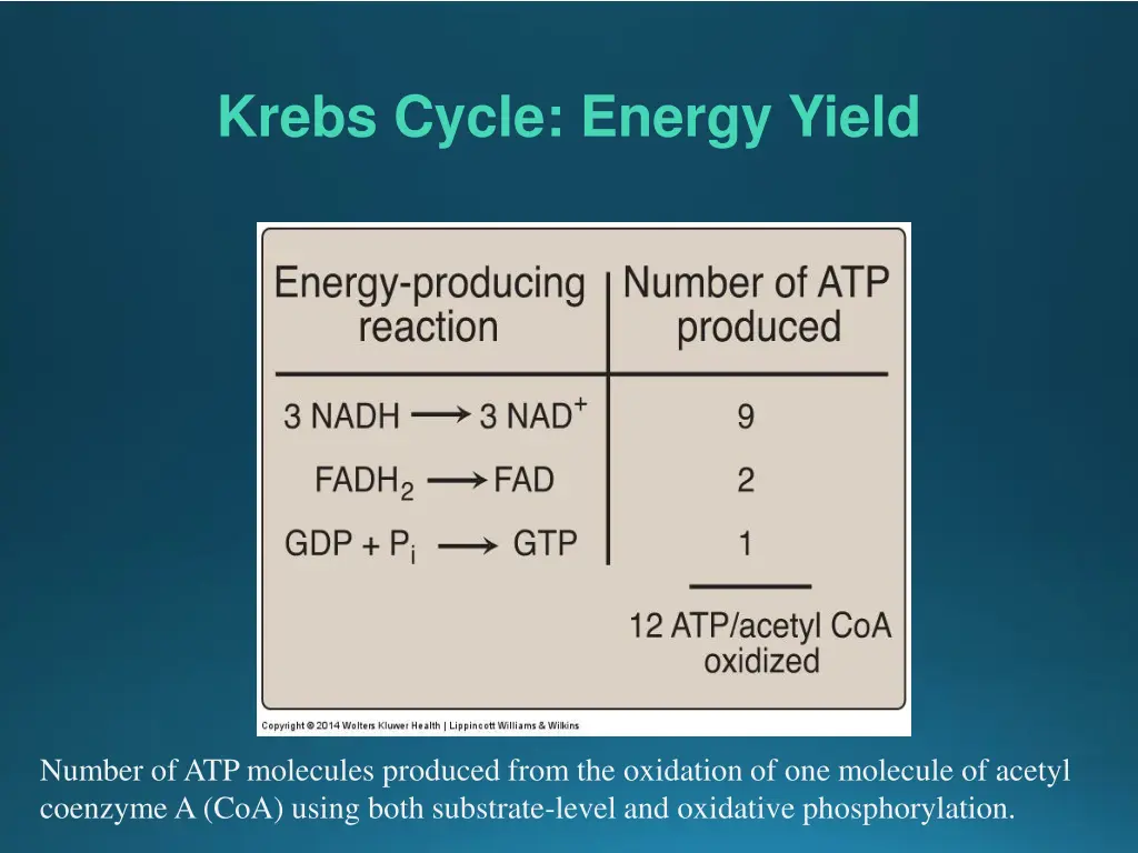 krebs cycle energy yield 1