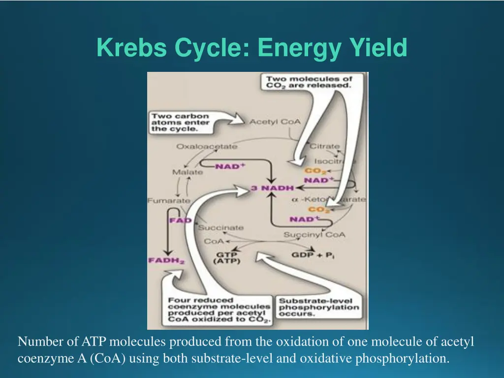 krebs cycle energy yield
