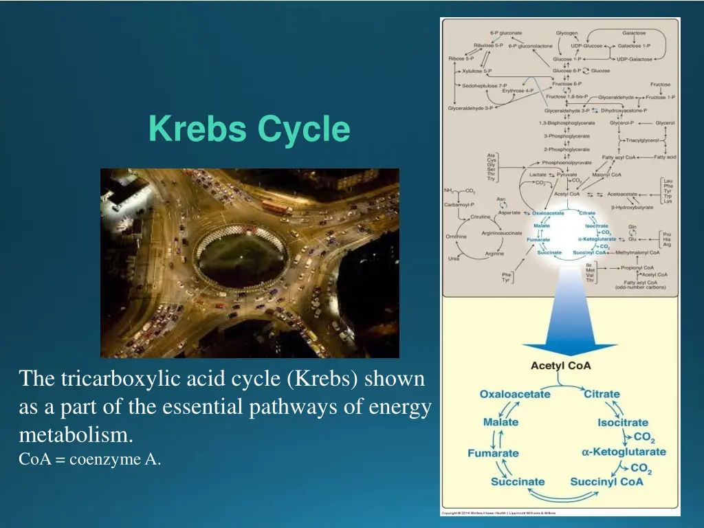 krebs cycle