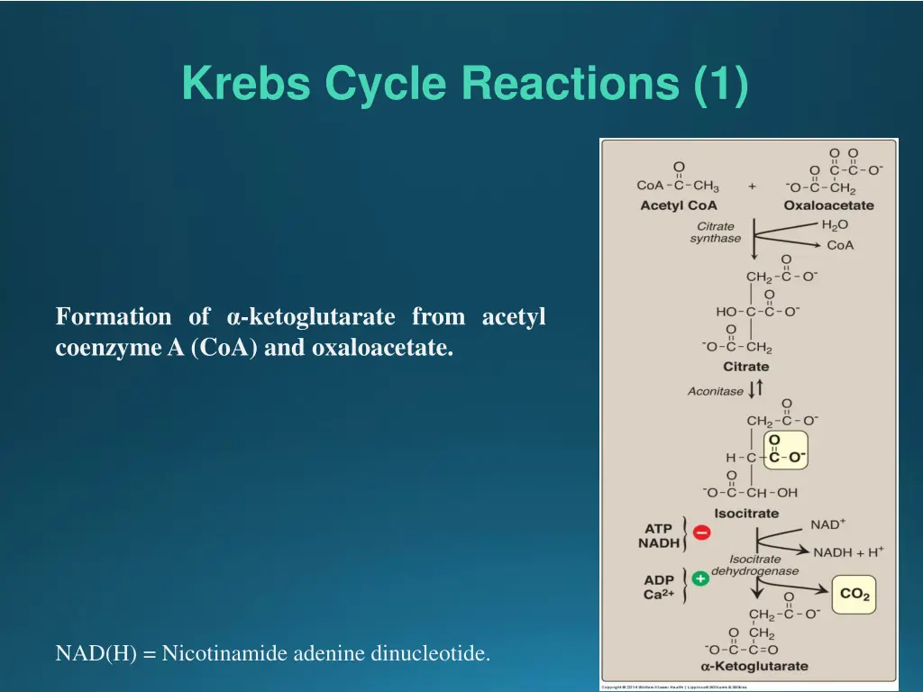 krebs cycle reactions 1