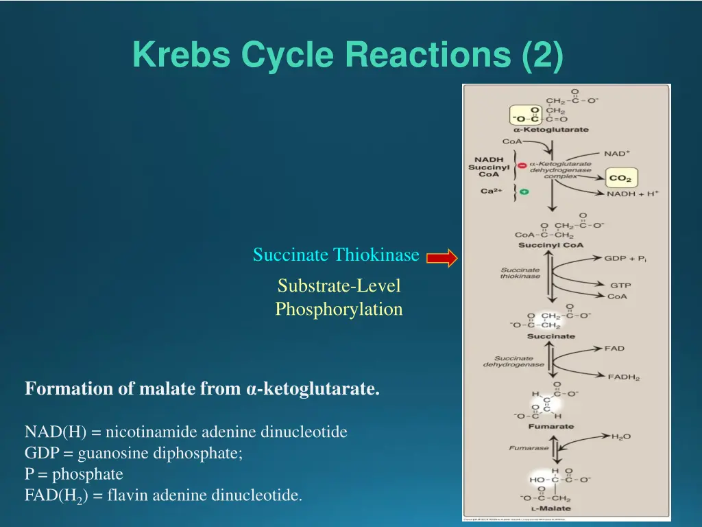 krebs cycle reactions 2
