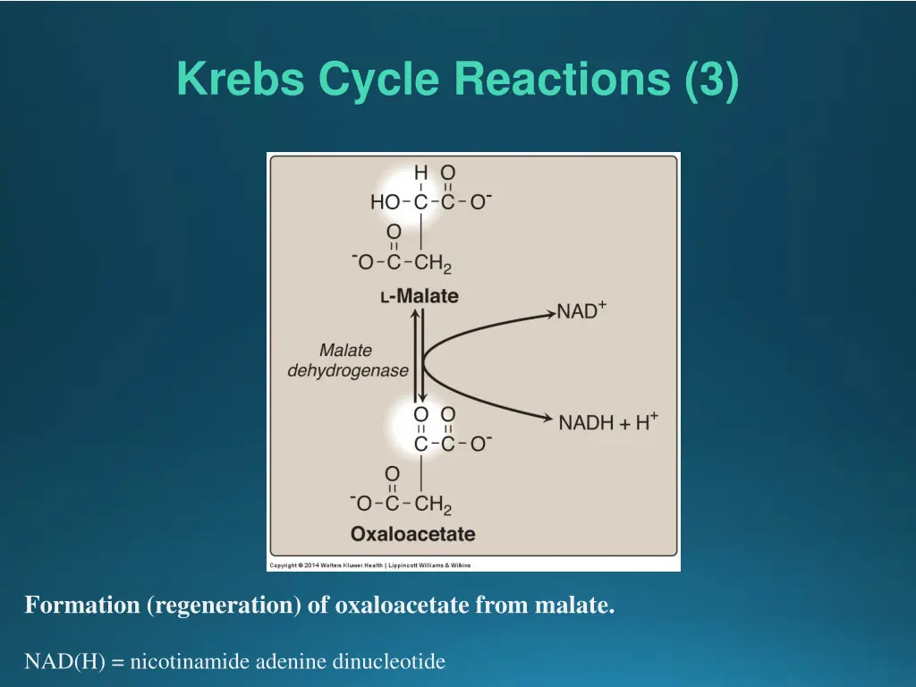 krebs cycle reactions 3