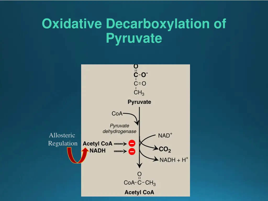 oxidative decarboxylation of pyruvate