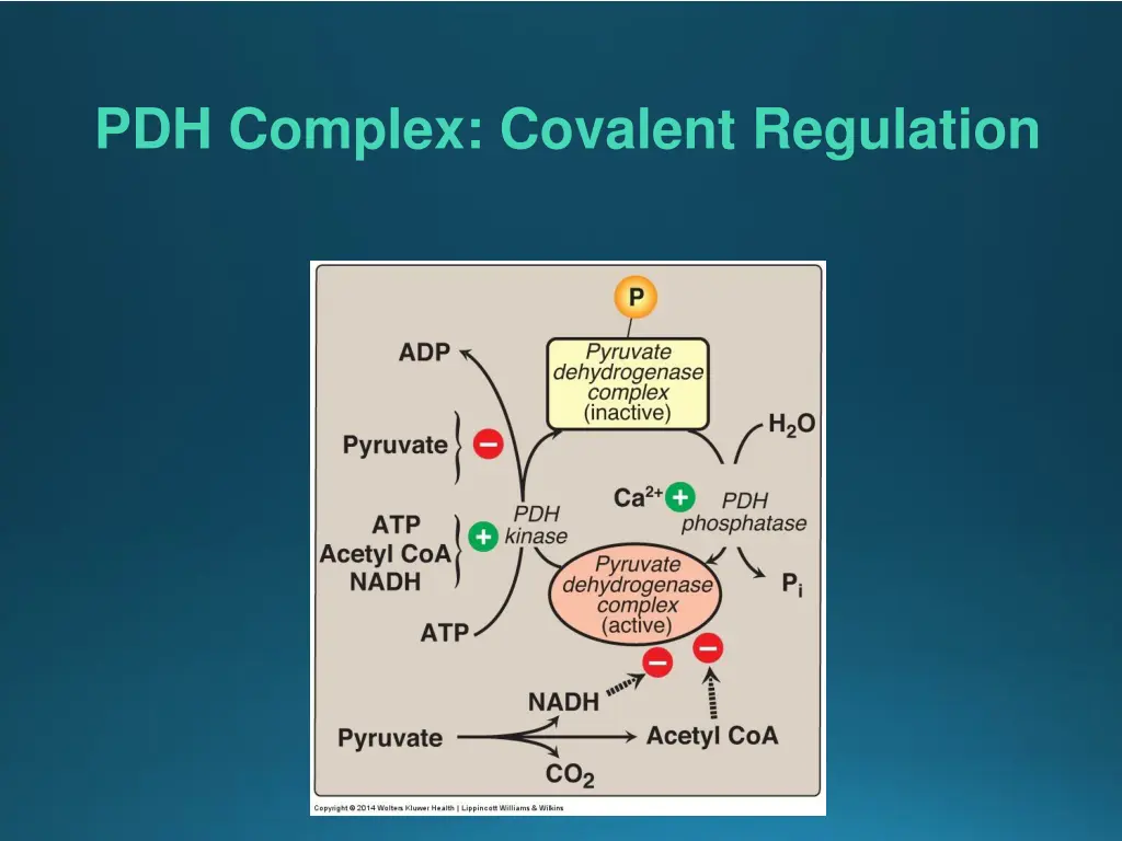 pdh complex covalent regulation