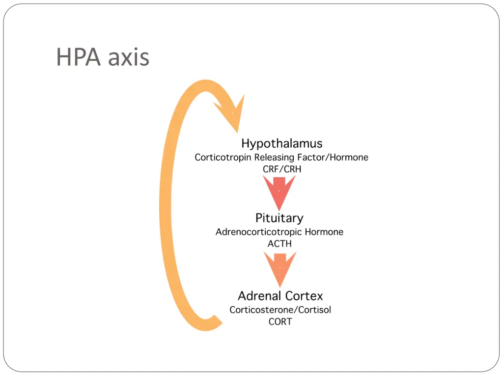 hpa axis