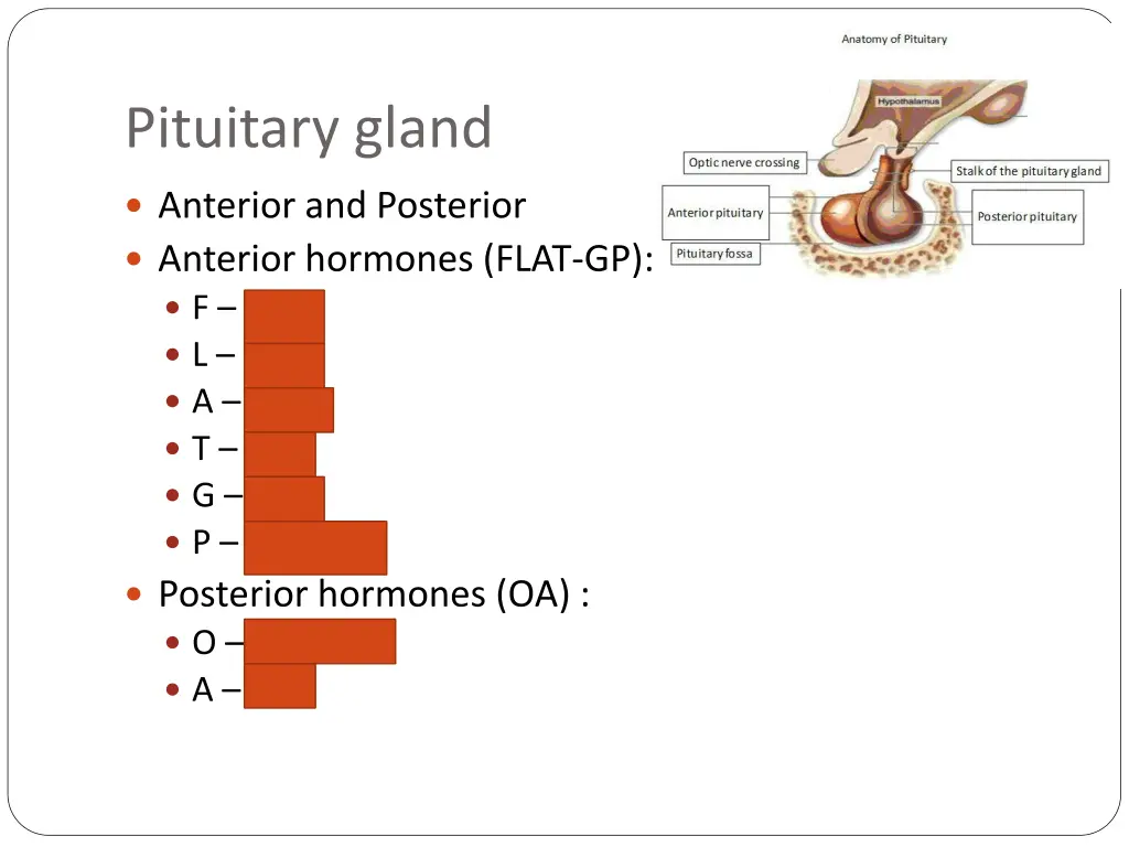 pituitary gland