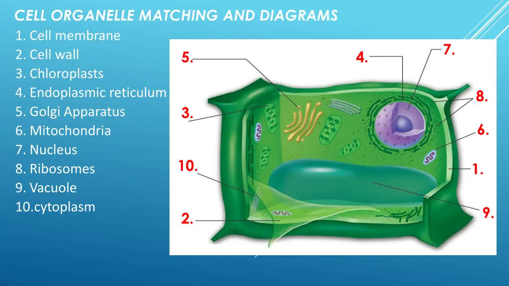cell organelle matching and diagrams 1 cell