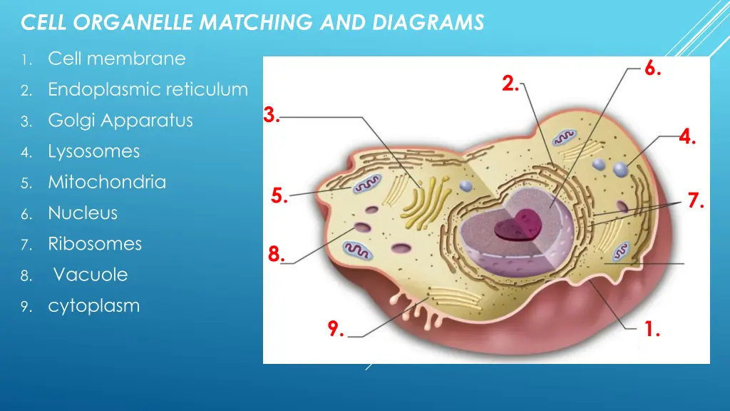 cell organelle matching and diagrams 1