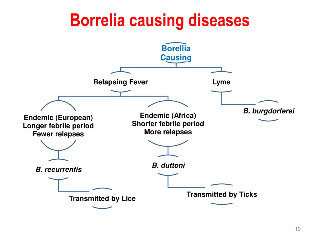 borrelia causing diseases