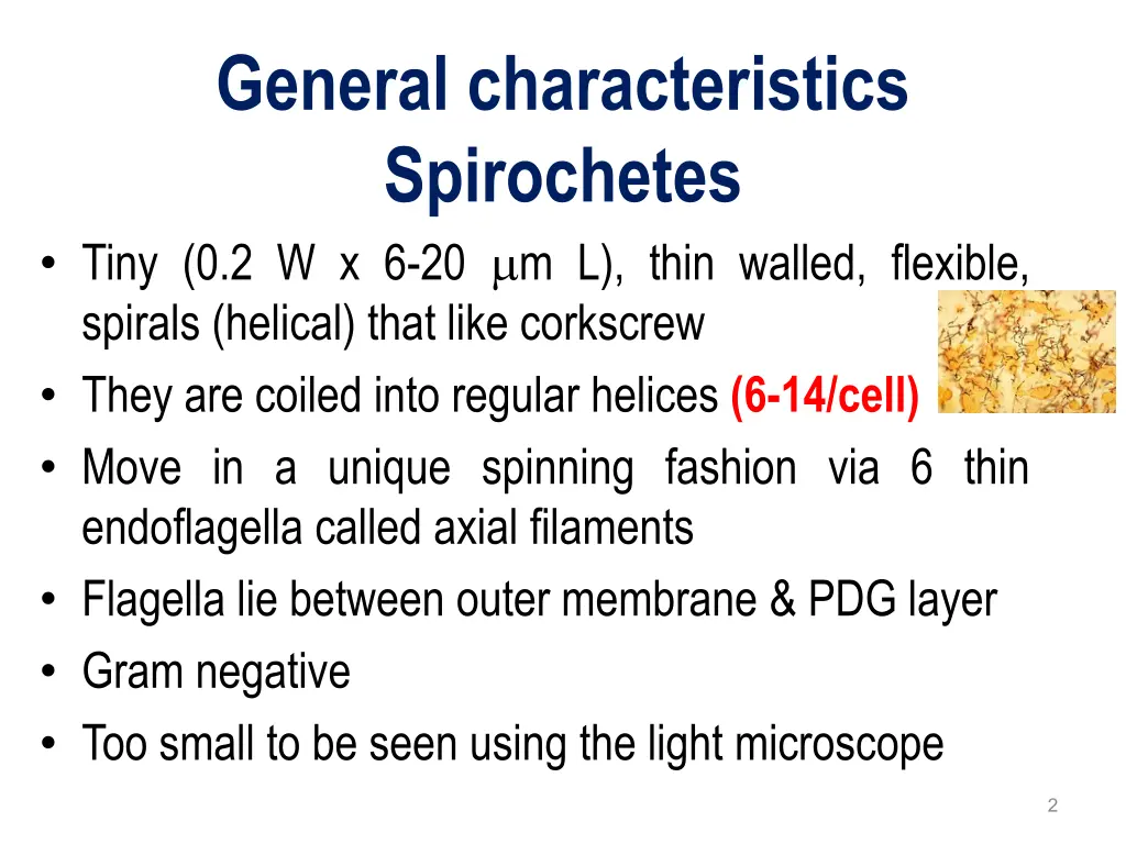 general characteristics spirochetes tiny