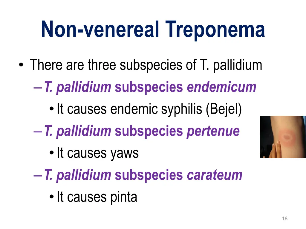 non venereal treponema