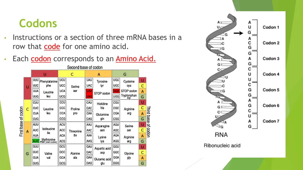 codons