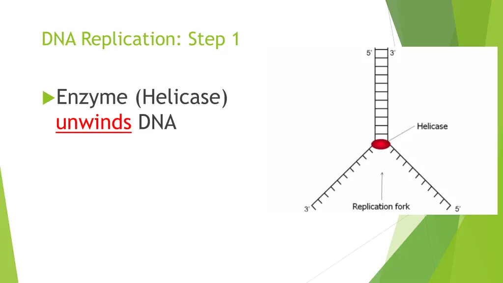 dna replication step 1