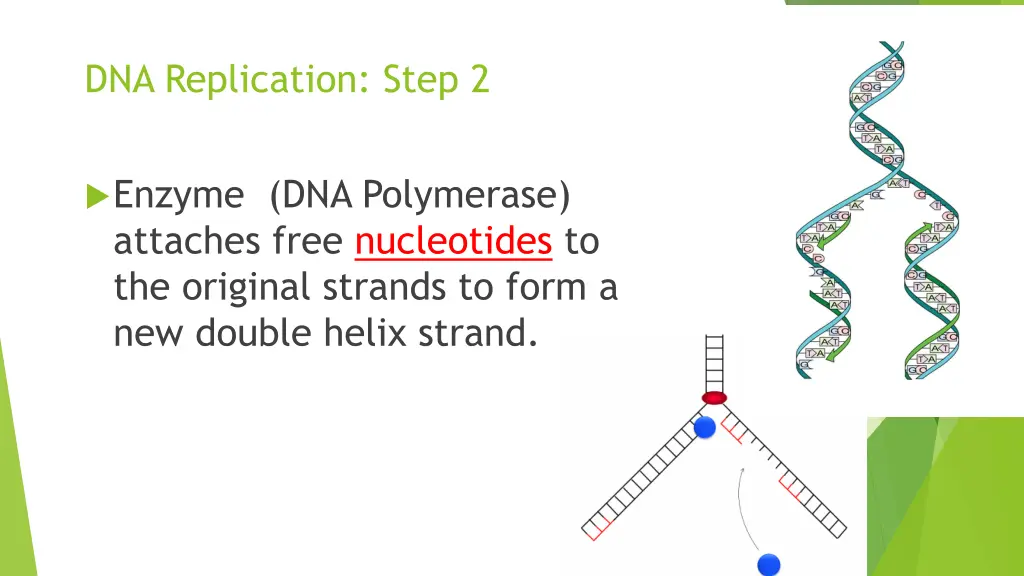 dna replication step 2