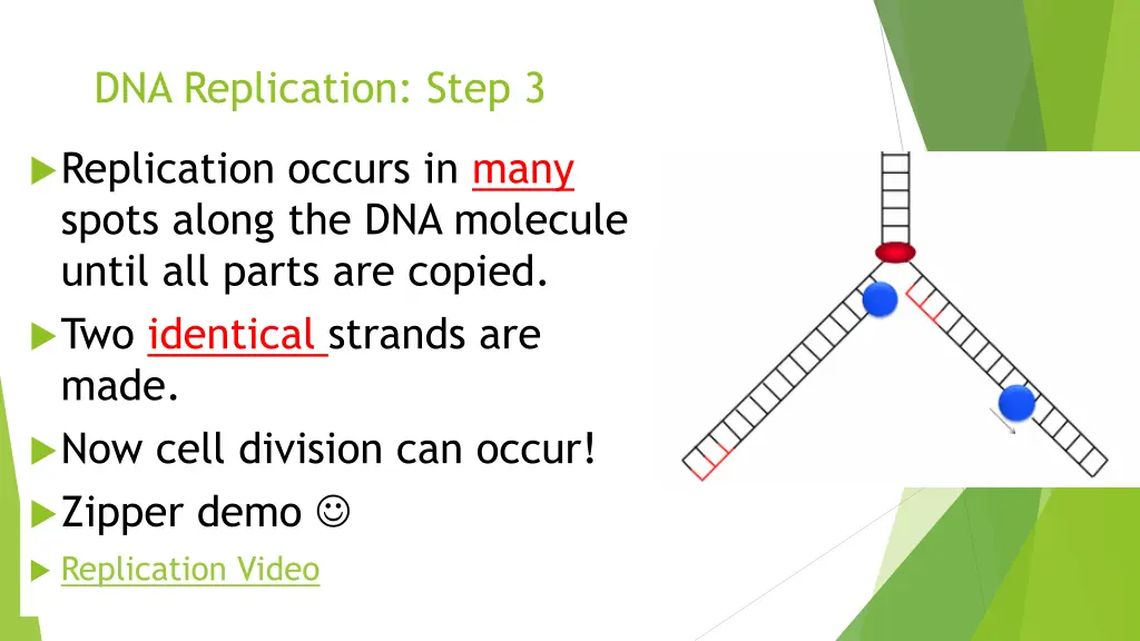 dna replication step 3