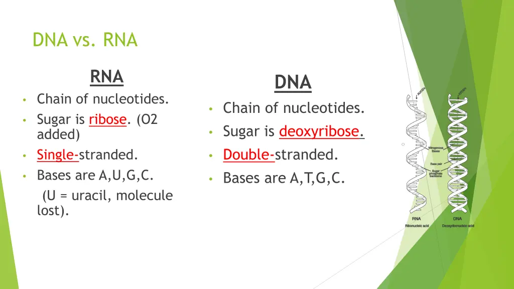 dna vs rna
