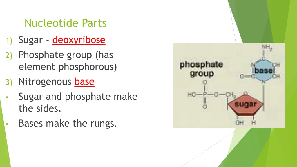 nucleotide parts