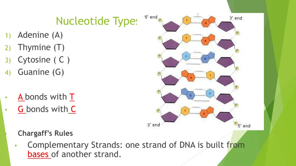 nucleotide types