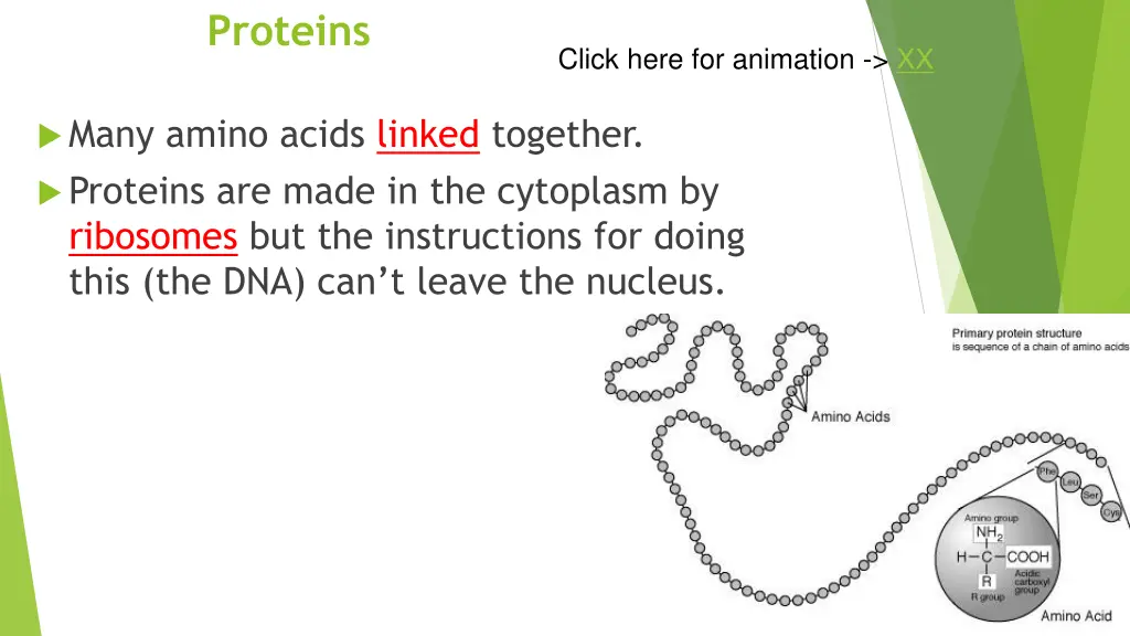 proteins