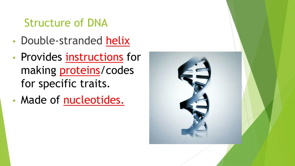 structure of dna