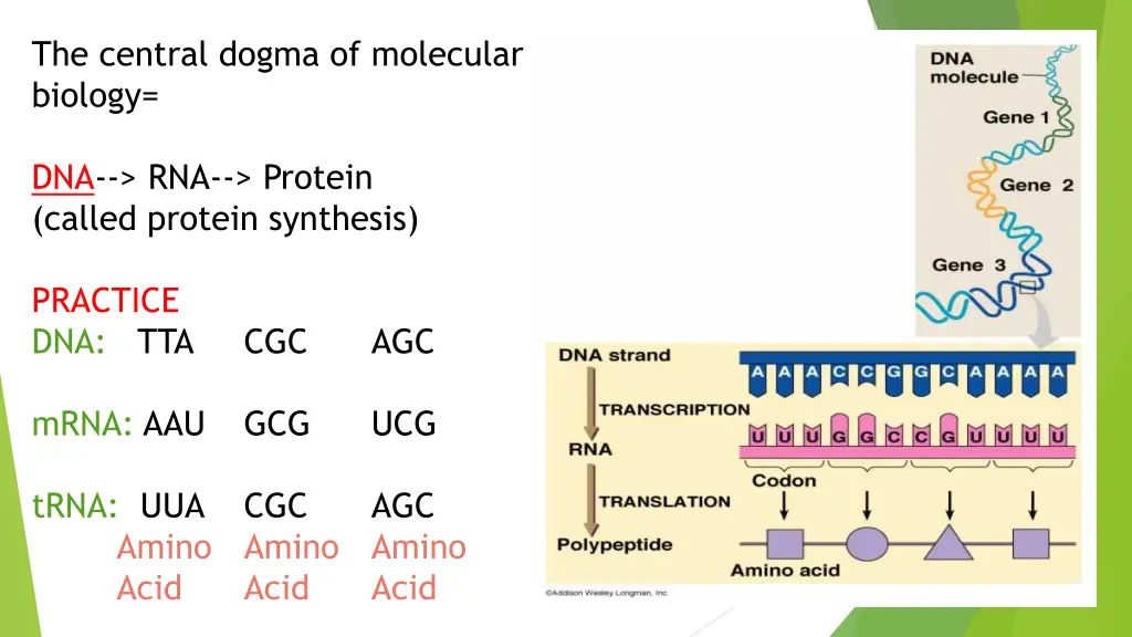 the central dogma of molecular biology