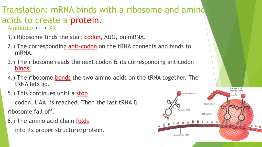 translation mrna binds with a ribosome and amino